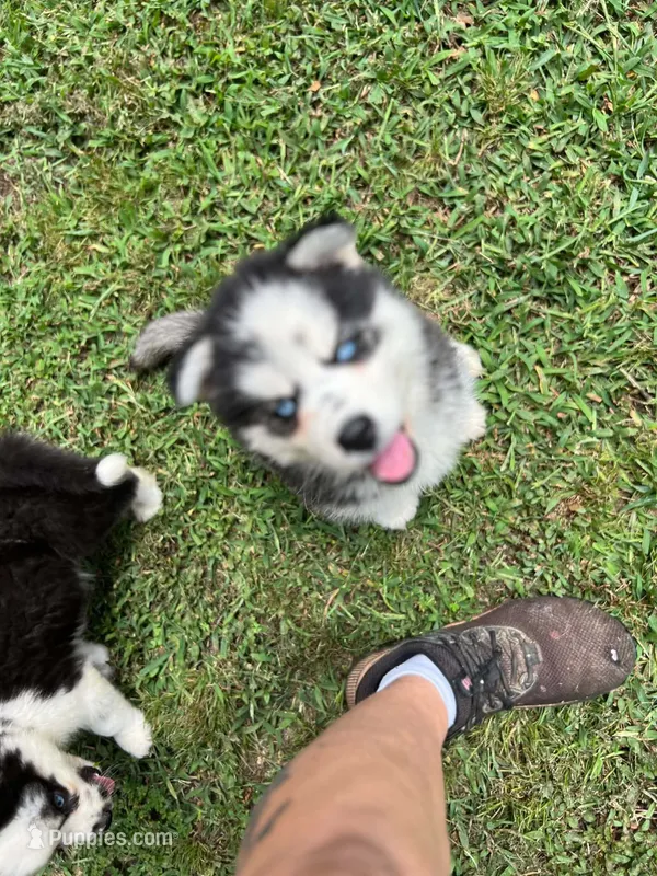 Karma – Siberian Husky puppy for sale in Eggleston, VA