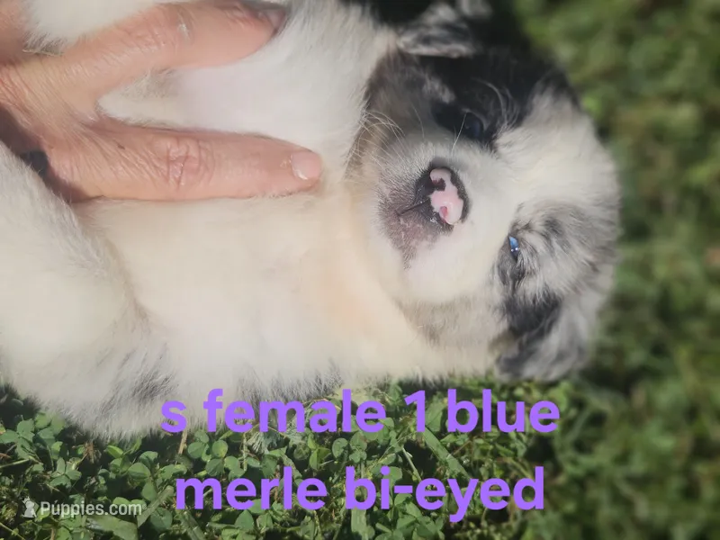 Monday – Australian Shepherd, Miniature American Shepherd puppy for sale in Eggleston, VA