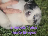 Monday, a female Australian Shepherd and Miniature American Shepherd for sale in Eggleston, VA – 1 of 2