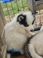 Jo, a male Siberian Husky for sale in Eggleston, VA – Photo 2 of 2