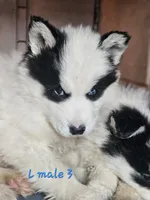 Jo, a male Siberian Husky for sale in Eggleston, VA – Photo 1 of 2