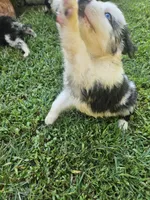 Bo, a male Miniature Australian Shepherd for sale in Eggleston, VA – 6 of 7