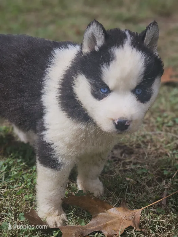 Ava – Siberian Husky puppy for sale in Eggleston, VA