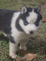 Ava, a female Siberian Husky for sale in Eggleston, VA – 1 of 5