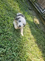 Bo, a male Miniature Australian Shepherd for sale in Eggleston, VA – 3 of 7