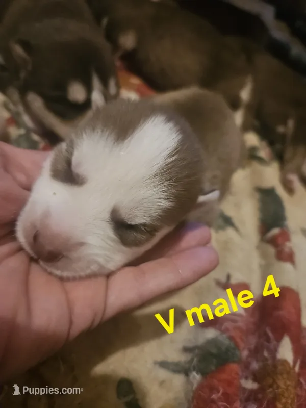 Sunny – Siberian Husky puppy for sale in Eggleston, VA