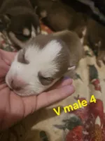 Sunny, a male Siberian Husky for sale in Eggleston, VA – 1 of 1