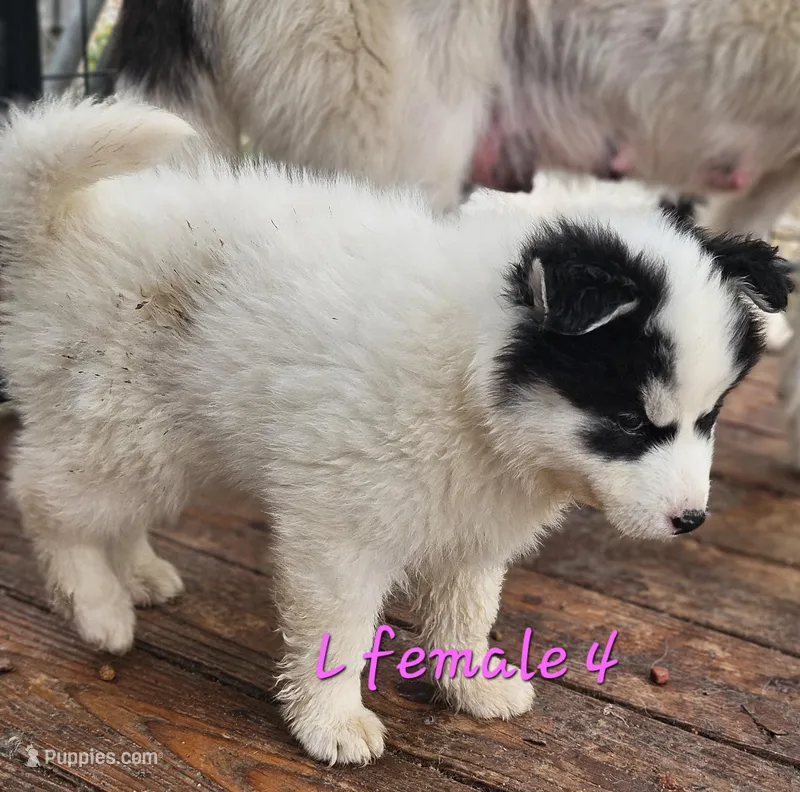 Sky – Siberian Husky puppy for sale in Eggleston, VA