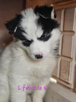 Sky, a female Siberian Husky for sale in Eggleston, VA – Photo 2 of 2