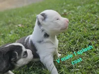 Avalanche, a male Siberian Husky for sale in Eggleston, VA – 2 of 3