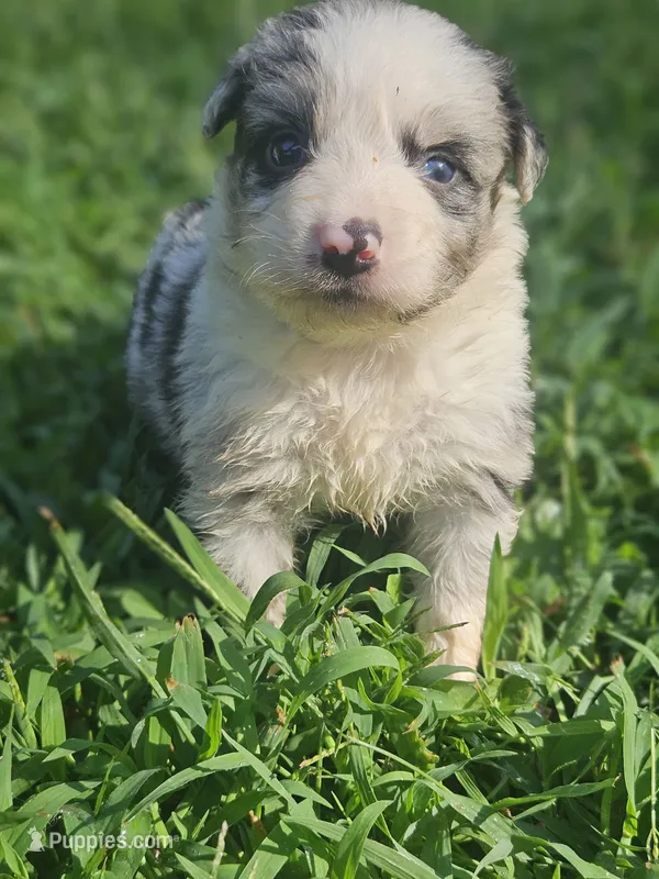 April – Australian Shepherd puppy for sale in Eggleston, VA