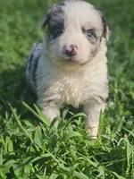 April, a female Australian Shepherd for sale in Eggleston, VA – 1 of 2