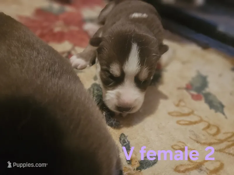Wednesday – Siberian Husky puppy for sale in Eggleston, VA