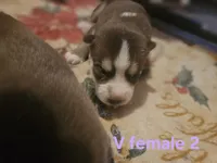 Wednesday, a female Siberian Husky for sale in Eggleston, VA – 1 of 1