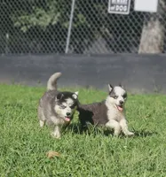 Havoc, a male Siberian Husky for sale in Eggleston, VA – 7 of 8