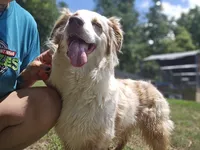 Kahili, a female Australian Shepherd for sale in Eggleston, VA – 1 of 5