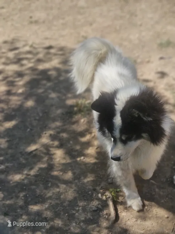 Toby – Siberian Husky puppy for sale in Eggleston, VA