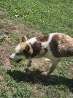 Arie, a female Siberian Husky for sale in Eggleston, VA – 4 of 5