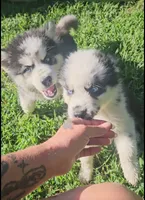 Havoc, a male Siberian Husky for sale in Eggleston, VA – 3 of 8