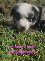 Thursday, a female Australian Shepherd and Miniature American Shepherd for sale in Eggleston, VA – 2 of 2