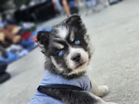 Junior, a male Siberian Husky for sale in Eggleston, VA – 1 of 6