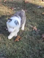 Aspen, a male Siberian Husky for sale in Eggleston, VA – 2 of 5