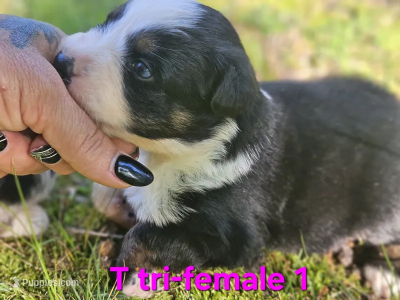 Anna – Australian Shepherd puppy for sale in Eggleston, VA