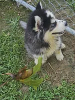 Karma, a female Siberian Husky for sale in Eggleston, VA – 2 of 7