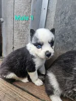 Havoc, a male Siberian Husky for sale in Eggleston, VA – 1 of 1