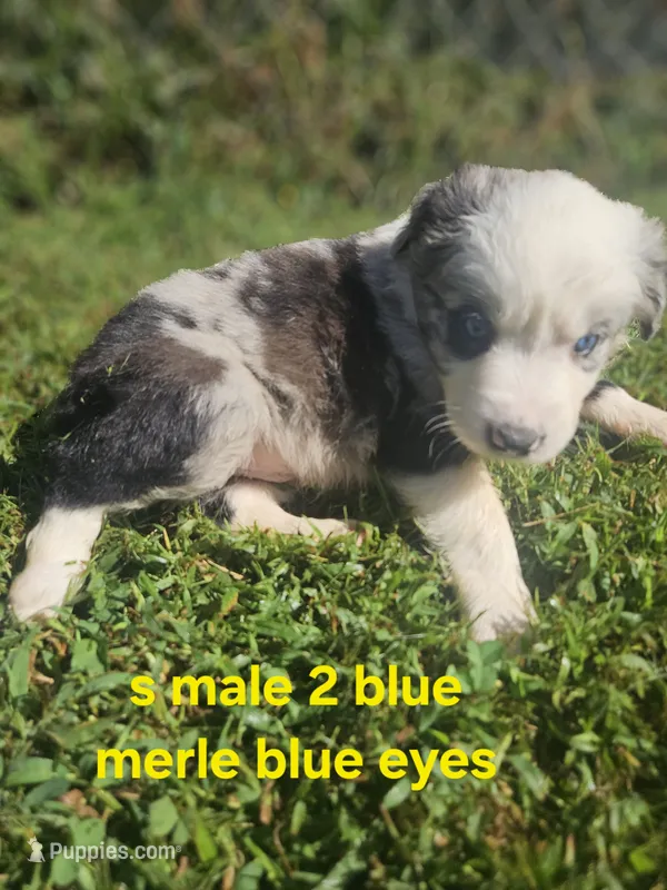 Junior – Australian Shepherd, Miniature American Shepherd puppy for sale in Eggleston, VA