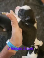 Amber, a female Siberian Husky for sale in Eggleston, VA – 1 of 2