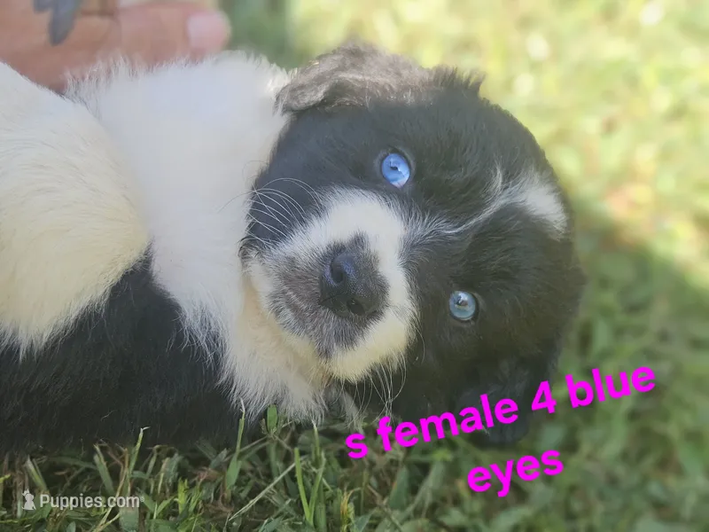 Friday – Australian Shepherd, Miniature American Shepherd puppy for sale in Eggleston, VA