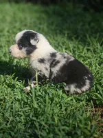 May, a female Australian Shepherd for sale in Eggleston, VA – 2 of 2