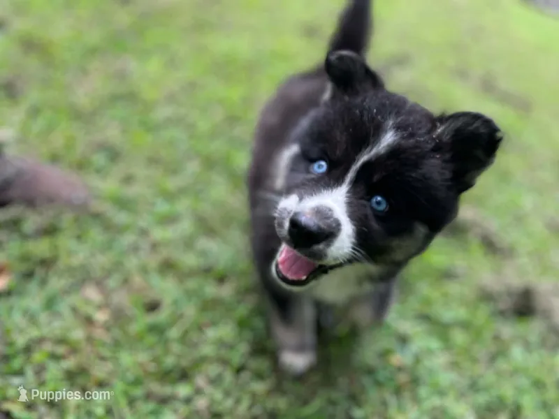 Chaos – Siberian Husky puppy for sale in Eggleston, VA