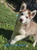 Aries, a male Siberian Husky for sale in Eggleston, VA – 2 of 3