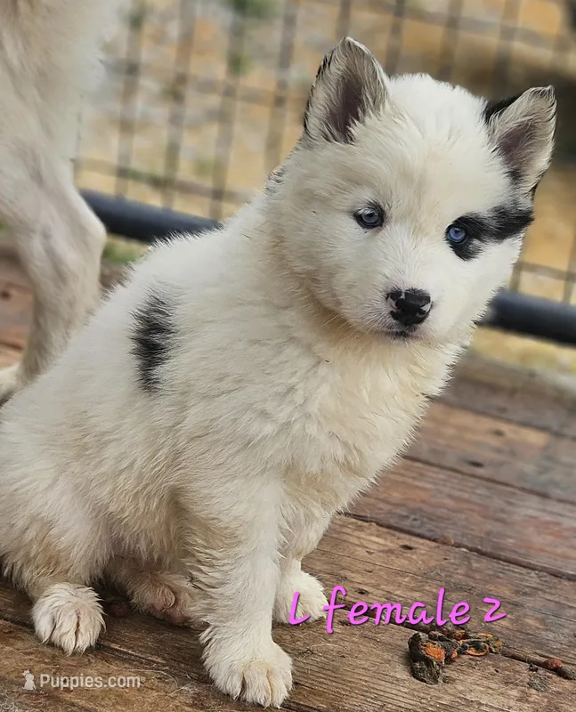 June, a female Siberian Husky for sale in Eggleston, VA – Photo 1 of 2