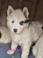 June, a female Siberian Husky for sale in Eggleston, VA – Photo 2 of 2