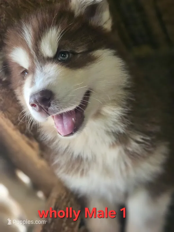 Sky – Siberian Husky puppy for sale in Eggleston, VA