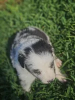 June, a female Miniature Australian Shepherd for sale in Eggleston, VA – 2 of 2