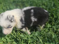 Ben, a male Australian Shepherd for sale in Eggleston, VA – 2 of 2