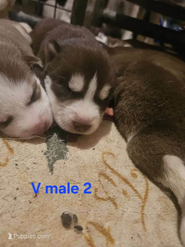 Rain – Siberian Husky puppy on hold in Eggleston, VA