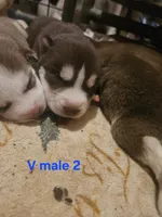 Rain, a male Siberian Husky for sale in Eggleston, VA – 1 of 1