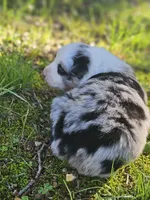 Marble merle May, a female Australian Shepherd for sale in Eggleston, VA – 3 of 3