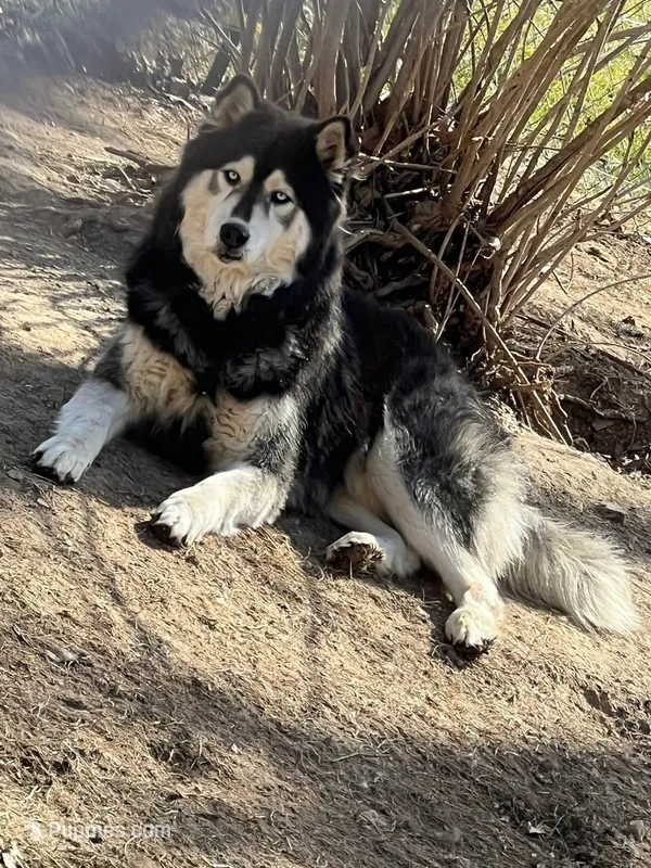 Beast – Siberian Husky puppy for sale in Eggleston, VA