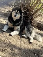 Beast, a male Siberian Husky for sale in Eggleston, VA – 1 of 2