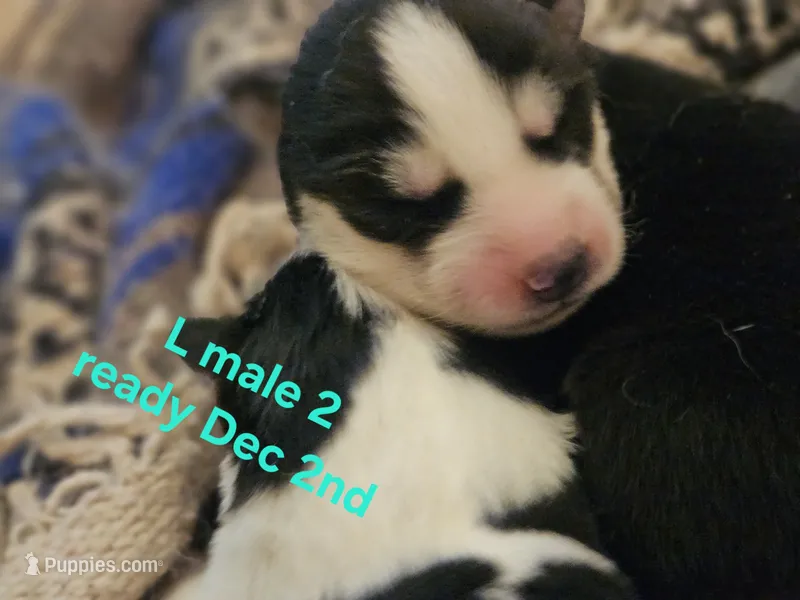 Snow – Siberian Husky puppy for sale in Eggleston, VA