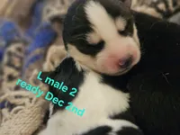 Snow, a male Siberian Husky for sale in Eggleston, VA – 1 of 1