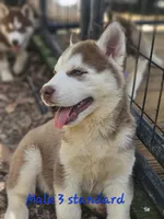 Bo, a male Siberian Husky for sale in Eggleston, VA – 3 of 3