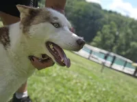 Arie, a female Siberian Husky for sale in Eggleston, VA – 2 of 5