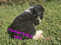 Friday, a female Australian Shepherd and Miniature American Shepherd for sale in Eggleston, VA – 2 of 2